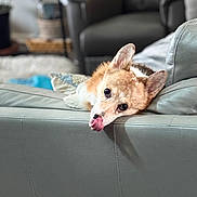 Deja Bear is registered to the contest to win money with this photo: dog, corgi, tongue_out, leather_couch, indoor, pet, animal, relaxed, cute, furniture, living_room, blurred_background, cozy, resting, ears_up, playful, tongue, canine, home, companion