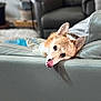 dog, corgi, tongue_out, leather_couch, indoor, pet, animal, relaxed, cute, furniture, living_room, blurred_background, cozy, resting, ears_up, playful, tongue, canine, home, companion