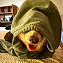 Deja Bear joined the competition — help win amazing prizes! dog, hoodie, green, pet, animal, bed, indoor, cozy, smiling, tongue_out, fur, nostrils, blanket, warm_light, relaxed, cute, muzzle, canine, resting, fabric