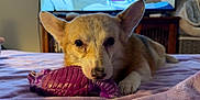 Deja Bear is registered to the contest to win money with this photo: dog, corgi, toy, purple_toy, bed, blanket, indoor, television, cartoon, pet, animal, canine, fur, ears, paw, lying_down, resting, cute, cozy, playful