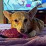 dog, corgi, toy, purple_toy, bed, blanket, indoor, television, cartoon, pet, animal, canine, fur, ears, paw, lying_down, resting, cute, cozy, playful