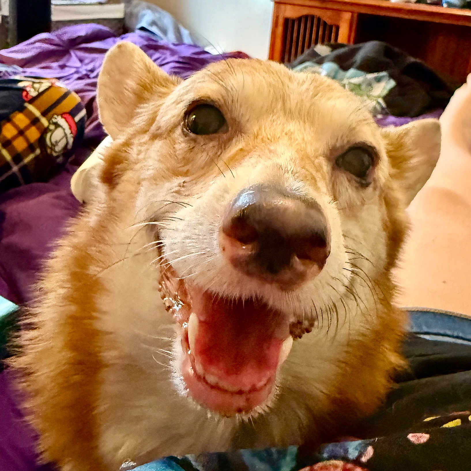 Deja Bear