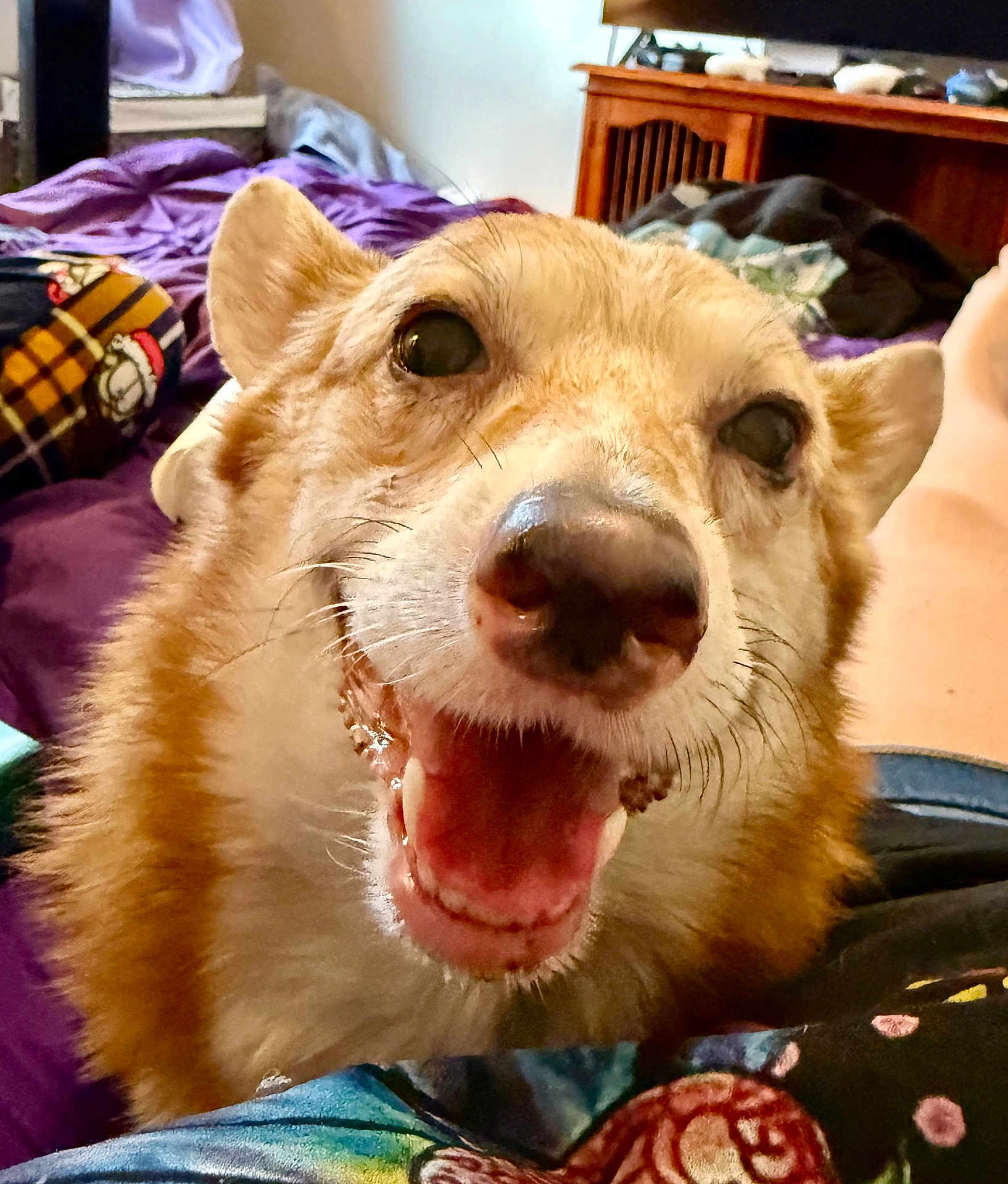 Deja Bear joined the competition — help win amazing prizes! dog, close_up, happy, indoor, pet, fur, mouth_open, animal, brown, white, bed, blanket, furniture, canine, face, nose, whiskers, tongue, excited, cozy