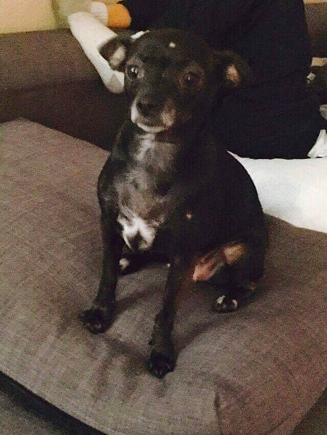 Coco Cachita Lui Calibre Oliver