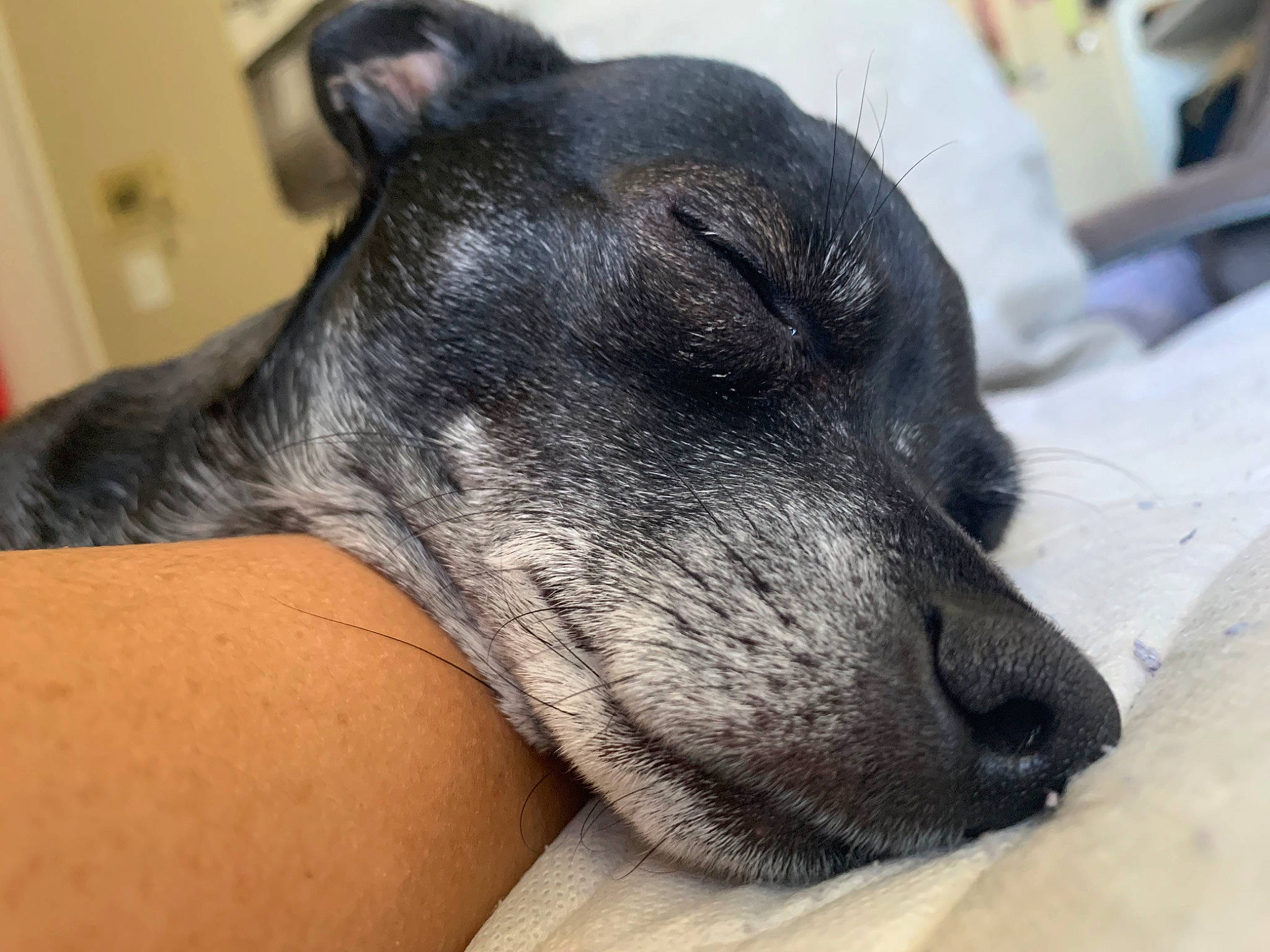 Coco Cachita Lui Calibre Oliver is registered to the contest to win money with this photo: canidae, carnivore, dog, dog_breed, ear, greyhound, italian_greyhound, mammal, non_sporting_group, nose, peruvian_hairless_dog, snout, vertebrate, whiskers