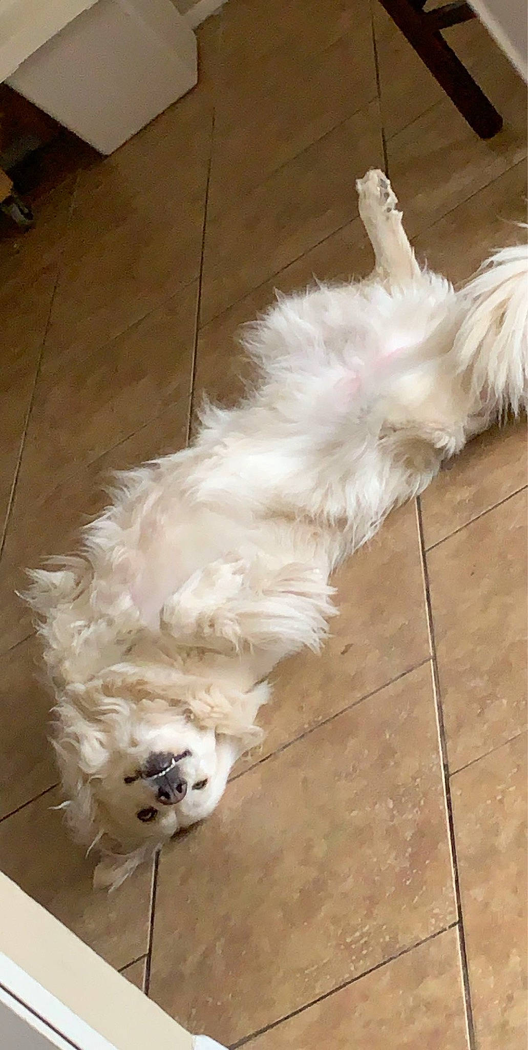 Knox is registered to the contest to win money with this photo: bolognese, bolonka, canidae, carnivore, companion_dog, coton_de_tulear, dog, dog_breed, glen_of_imaal_terrier, havanese, lhasa_apso, maltese, non_sporting_group, rare_breed_dog, shih_tzu, tail, terrier, tibetan_terrier, toy_dog, west_highland_white_terrier