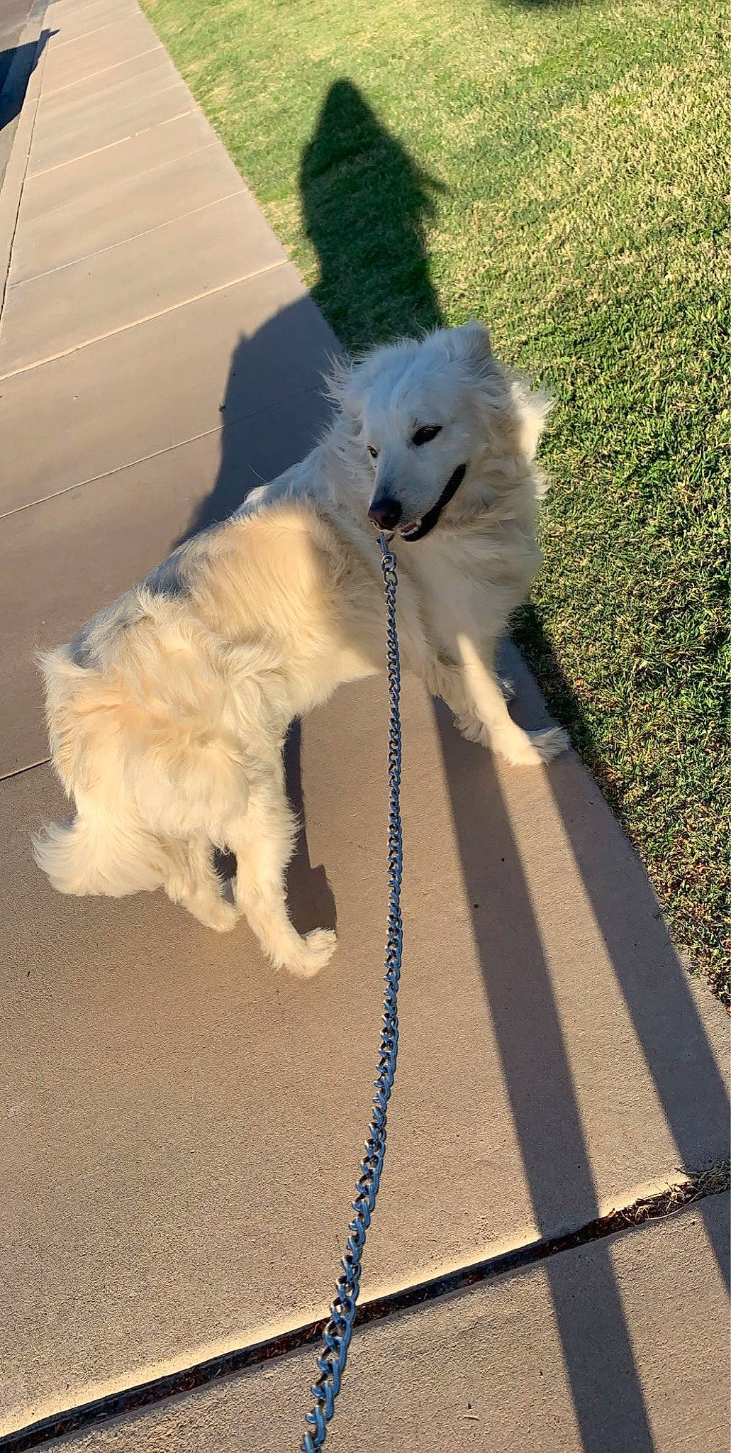 Knox joined the competition — help win amazing prizes! american_eskimo_dog, berger_blanc_suisse, canidae, carnivore, companion_dog, dog, dog_breed, japanese_spitz, kintamani, kuvasz, mammal, maremma_sheepdog, non_sporting_group, samoyed, slovak_cuvac, spitz, sporting_group, vertebrate, volpino_italiano, white_shepherd