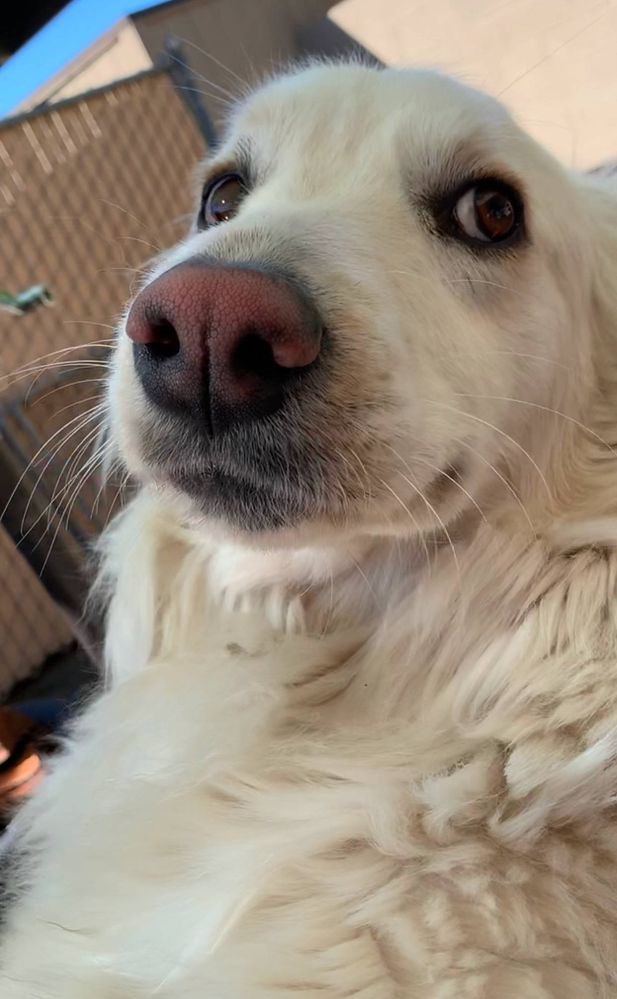 Knox is registered to the contest to win money with this photo: canidae, carnivore, companion_dog, dog, dog_breed, fur, golden_retriever, great_pyrenees, mammal, maremma_sheepdog, nose, rare_breed_dog, retriever, slovak_cuvac, small_greek_domestic_dog, snout, sporting_group, vertebrate, whiskers