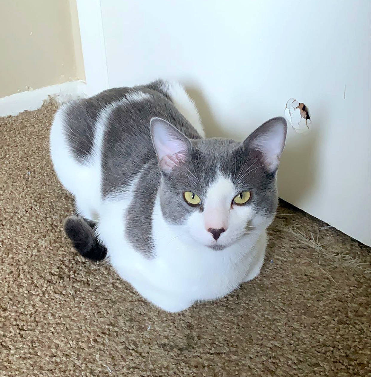 Compton joined the competition — help win amazing prizes! aegean_cat, american_wirehair, carnivore, cat, domestic_short_haired_cat, ear, european_shorthair, felidae, kitten, mammal, small_to_medium_sized_cats, tail, whiskers