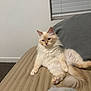 Stormy joined the competition — help win amazing prizes! cat, fluffy, cream_colored, pet, indoor, bed, striped_bedspread, pillow, relaxed, lounging, feline, pink_paw_pads, tail, window_blinds, carpet, white_wall, domestic_cat, cute, cozy, resting