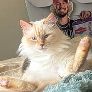 Stormy is registered to the contest to win money with this photo: cat, fluffy_cat, blue_eyes, indoor, bed, blanket, feline, relaxed, paw, cardboard_cutout, man_cutout, cap, smiling_cutout, cozy, light, fur, resting, cute, pet, animal