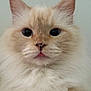 Stormy is registered to the contest to win money with this photo: cat, fluffy, cream_color, close_up, portrait, pet, feline, whiskers, pink_nose, ears, cute, animal, indoor, soft_fur, face, looking_at_camera, adorable, tongue_out, big_eyes, domestic_cat