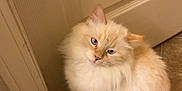 Stormy is registered to the contest to win money with this photo: cat, fluffy, cream_colored, blue_eyes, sitting, tilted_head, curious, indoor, tiled_floor, door, beige, pet, feline, whiskers, cute, animal, domestic, fur, small, mammal
