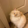 cat, fluffy, cream_colored, blue_eyes, sitting, tilted_head, curious, indoor, tiled_floor, door, beige, pet, feline, whiskers, cute, animal, domestic, fur, small, mammal