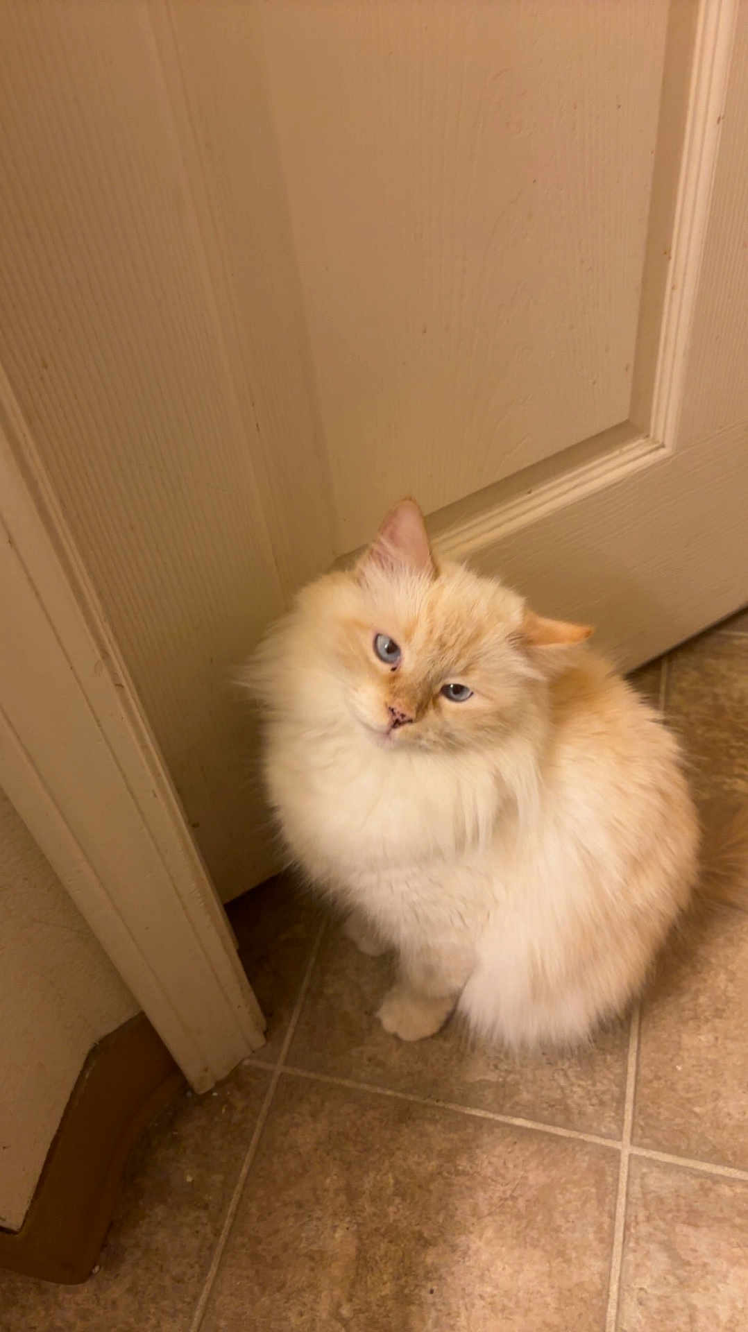 Stormy is registered to the contest to win money with this photo: cat, fluffy, cream_colored, blue_eyes, sitting, tilted_head, curious, indoor, tiled_floor, door, beige, pet, feline, whiskers, cute, animal, domestic, fur, small, mammal