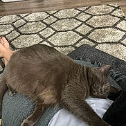 Velma is registered to the contest to win money with this photo: cat, gray_cat, sleeping, pet, indoor, human_lap, cozy, carpet, rug, laundry_basket, floor, relaxation, resting, feline, paw, home, comfort, animal, domestic, fur
