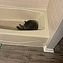 Velma is registered to the contest to win money with this photo: cat, bathtub, bathroom, tile_wall, wood_floor, sleeping, curled_up, pet, domestic_animal, indoor, quiet, cozy, fur, resting, gray_cat, empty_bathtub, corner, clean, home, calm