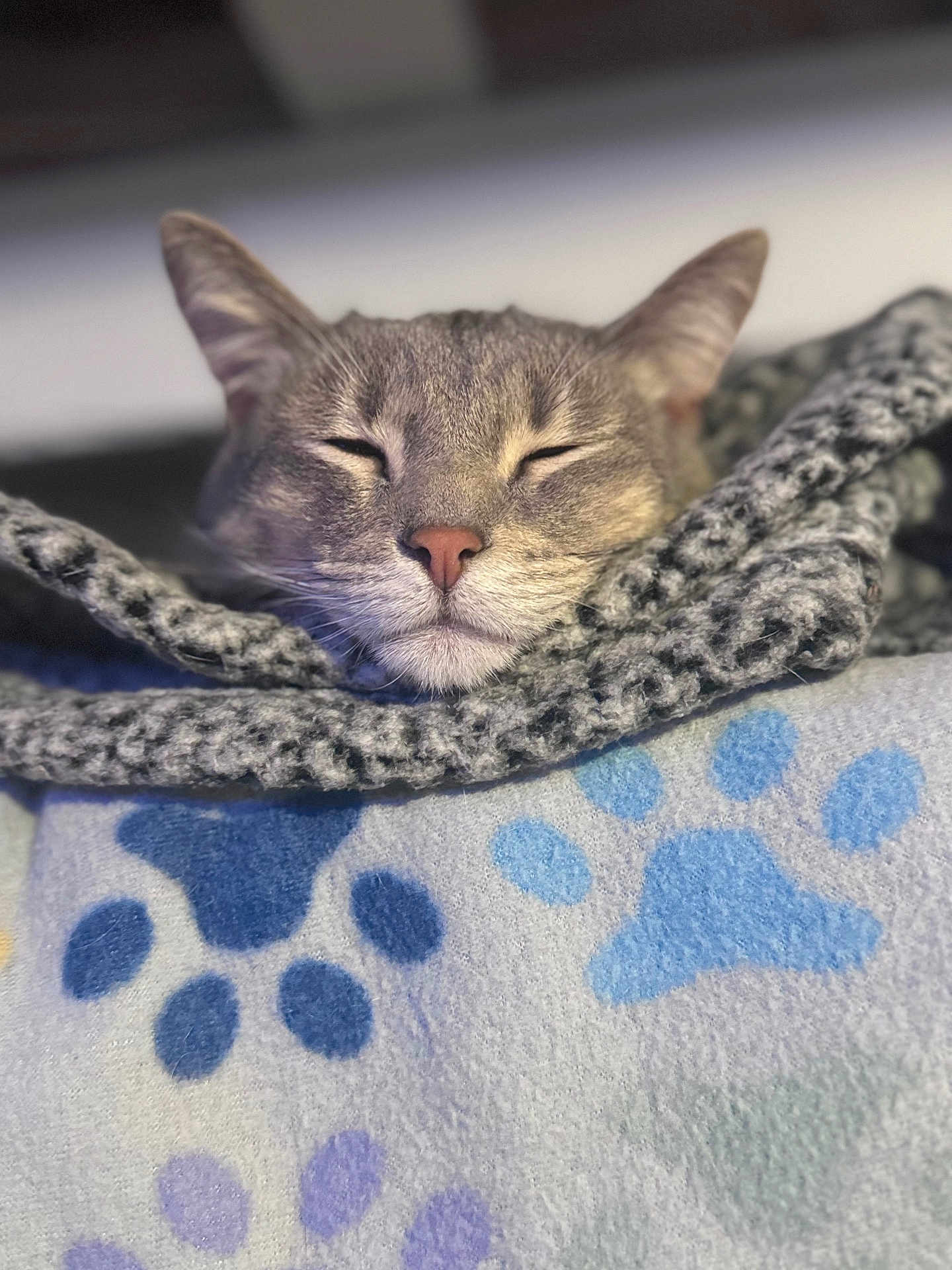 Apolo joined the competition — help win amazing prizes! cat, sleeping, cozy, blanket, paw_print, gray, fur, pet, domestic_cat, close_up, resting, snug, indoor, cute, soft_texture, relaxed, face, animal, mammal, comfort