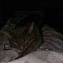 Apolo is registered to the contest to win money with this photo: cat, sleeping, blanket, dark, cozy, feline, resting, indoor, quiet, fur, animal, pet, comfort, soft, relaxed, night, peaceful, cuddle, shadows, warm