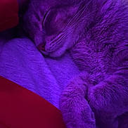 Apolo is registered to the contest to win money with this photo: cat, sleeping, purple_light, hand, furry, closeup, cozy, pet, whiskers, paw, soft, relaxed, indoor, resting, cute, animal, fur, comfort, companion, nap