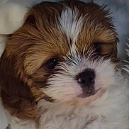 Marley is registered to the contest to win money with this photo: adorable, animal, brown, canine, close_up, cute, dog, domestic_animal, face, fluffy, fur, looking, nose, pet, portrait, puppy, small, soft, white, young