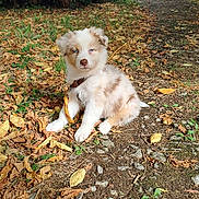 Aïko a rejoint le concours — aidez-le/la à gagner de superbes lots ! puppy, dog, blue_eyes, sitting, outdoor, leaves, path, sunlight, grass, nature, fur, cute, young, pet, animal, summer, daylight, collar, leash, adorable