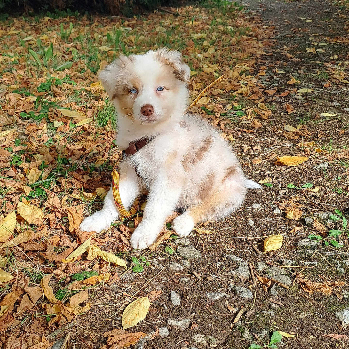 Aïko a rejoint le concours — aidez-le/la à gagner de superbes lots ! adorable, animal, blue_eyes, collar, cute, daylight, dog, fur, grass, leash, leaves, nature, outdoor, path, pet, puppy, sitting, summer, sunlight, young