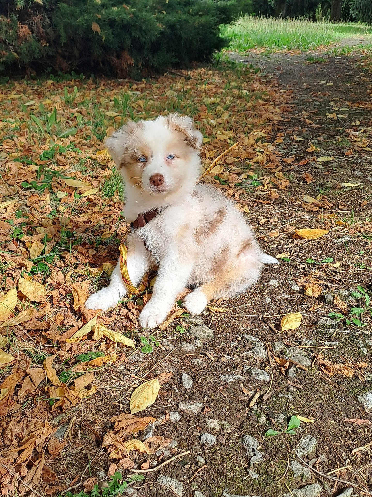 Aïko a rejoint le concours — aidez-le/la à gagner de superbes lots ! puppy, dog, blue_eyes, sitting, outdoor, leaves, path, sunlight, grass, nature, fur, cute, young, pet, animal, summer, daylight, collar, leash, adorable