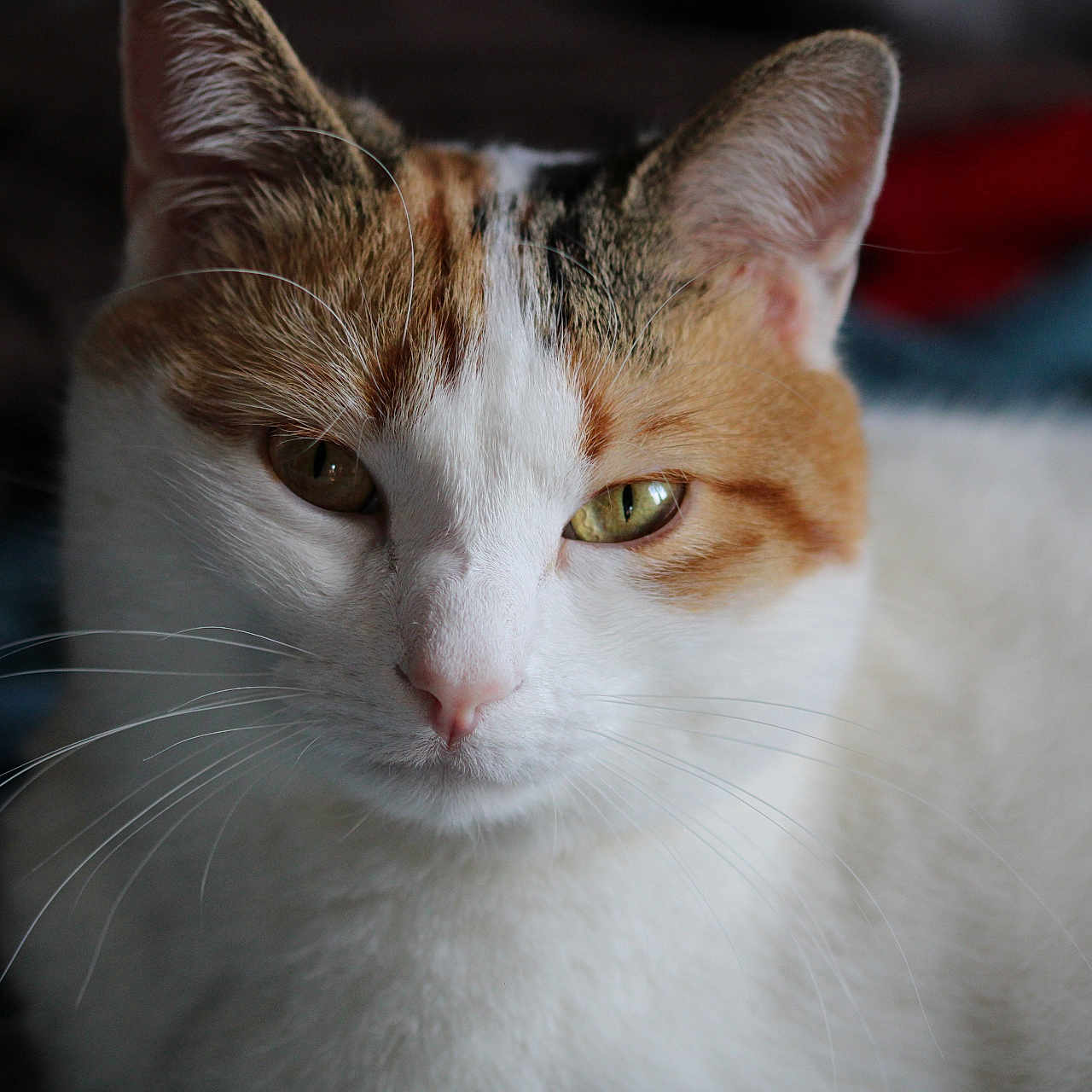 Princesse a rejoint le concours — aidez-le/la à gagner de superbes lots ! abyssinian, angora, animal, cat, kitten, manx, pet, siamese