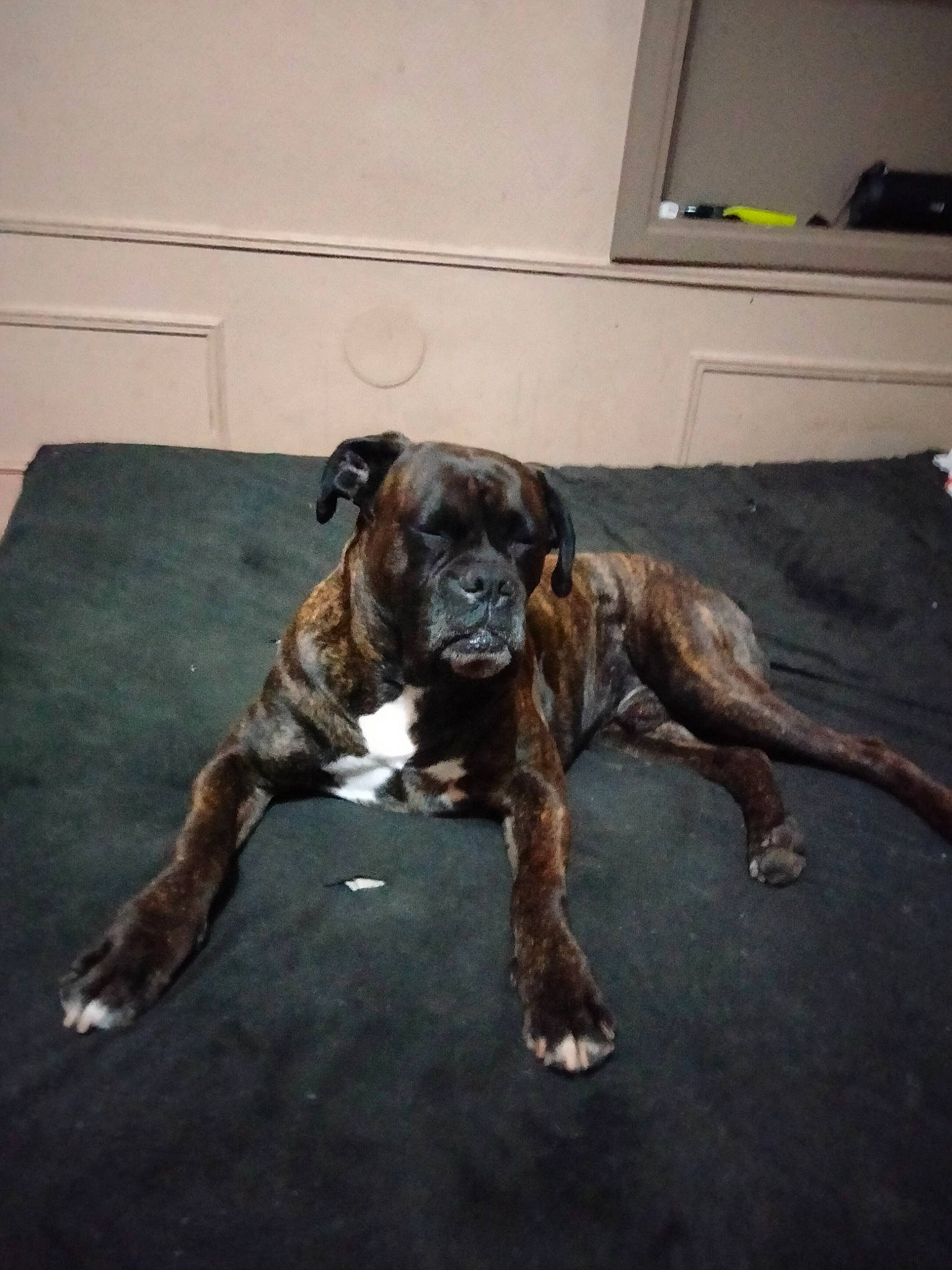 Madara a rejoint le concours — aidez-le/la à gagner de superbes lots ! canidae, carnivore, collar, companion_dog, dog, dog_breed, fawn, floor, flooring, guard_dog, hardwood, liver, mat, plott_hound, snout, sporting_group, tail, terrestrial_animal, working_animal, working_dog