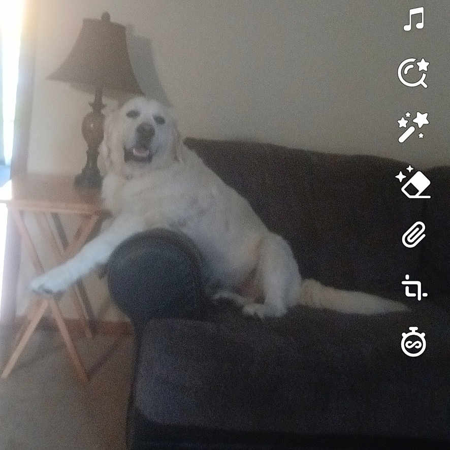 Baker is registered to the contest to win money with this photo: animal, architecture, building, bulldog, canine, cat, couch, cushion, dog, furniture, homedecor, hound, indoors, interiordesign, lamp, livingroom, person, pet, room, text
