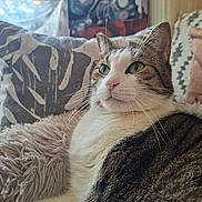 Otello participe au concours pour gagner de l'argent avec cette photo : blanket, cat, close_up, couch, cozy, curtains, domestic_cat, fur, green_eyes, home, indoor, patterned_pillow, pet, plush, portrait, relaxed, sunlight, tabby, whiskers, white_fur