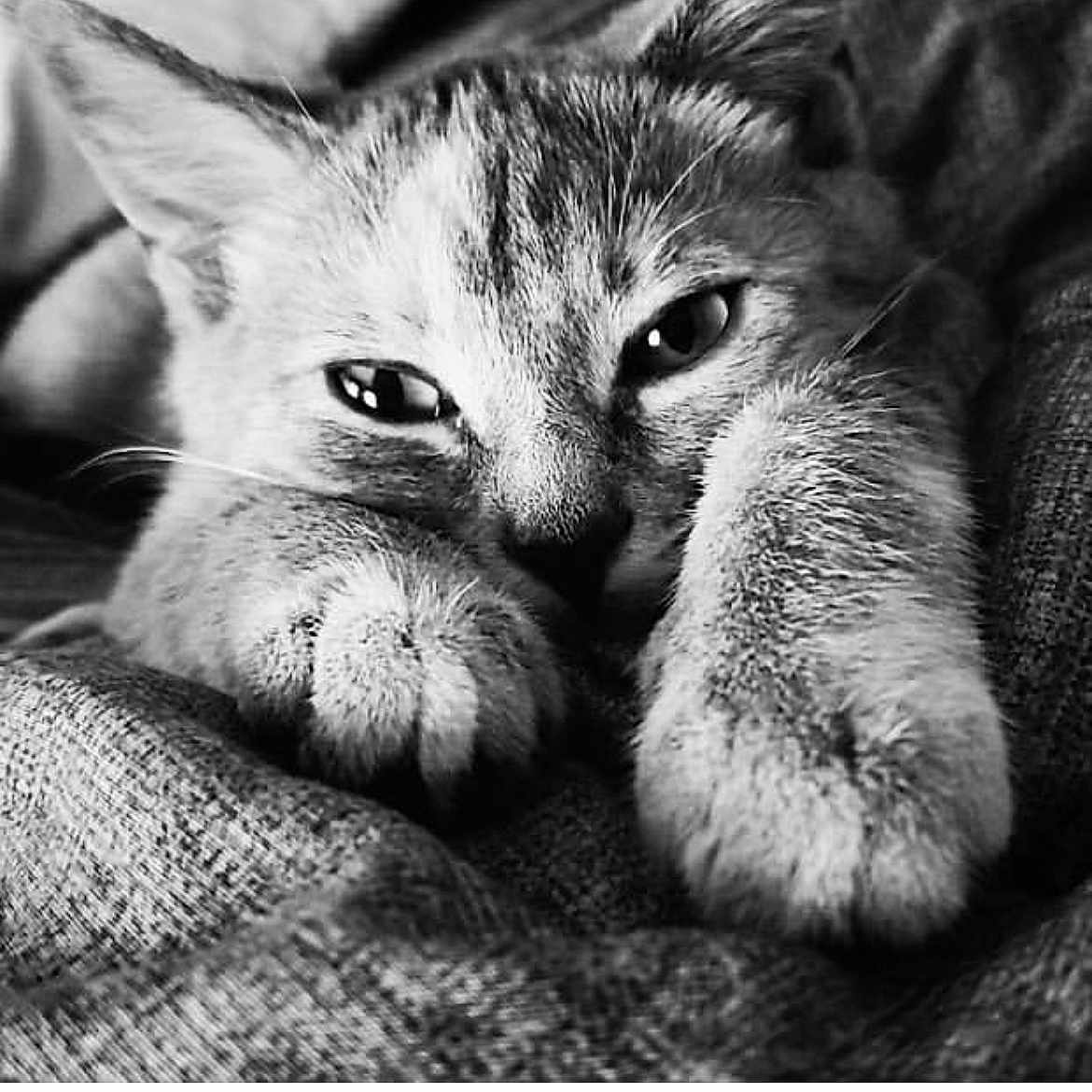 Blaze is registered to the contest to win money with this photo: abyssinian, animal, blanket, cat, claw, couch, electronics, furniture, hardware, hook, kitten, person, pet, rat, rodent, siamese, sleeping, snout