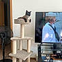 Nigel joined the competition — help win amazing prizes! cat, siamese_cat, cat_tree, living_room, television, person_on_tv, fan, carpet, furniture, glass_table, indoor, pet, blue_eyes, resting, household, electronics, decor, relaxing, domestic_animal, home