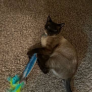 Nigel is registered to the contest to win money with this photo: cat, siamese_cat, toy, fish_toy, feathers, carpet, pet, indoor, playful, animal, feline, curious, claws, lying_down, brown, black, tail, whiskers, collar, domestic_animal