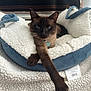 Nigel is registered to the contest to win money with this photo: cat, siamese, pet_bed, fluffy, cozy, relaxed, paw, indoor, resting, blue_eyes, feline, collar, tag, soft_texture, blanket, comfort, animal, domestic, cute, sleepy
