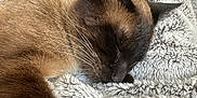Nigel joined the competition — help win amazing prizes! cat, siamese, sleeping, closeup, furry, pet, indoor, blanket, cozy, relaxation, soft, whiskers, cute, animal, fur, resting, comfort, home, nap, warm