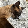 cat, siamese, sleeping, closeup, furry, pet, indoor, blanket, cozy, relaxation, soft, whiskers, cute, animal, fur, resting, comfort, home, nap, warm