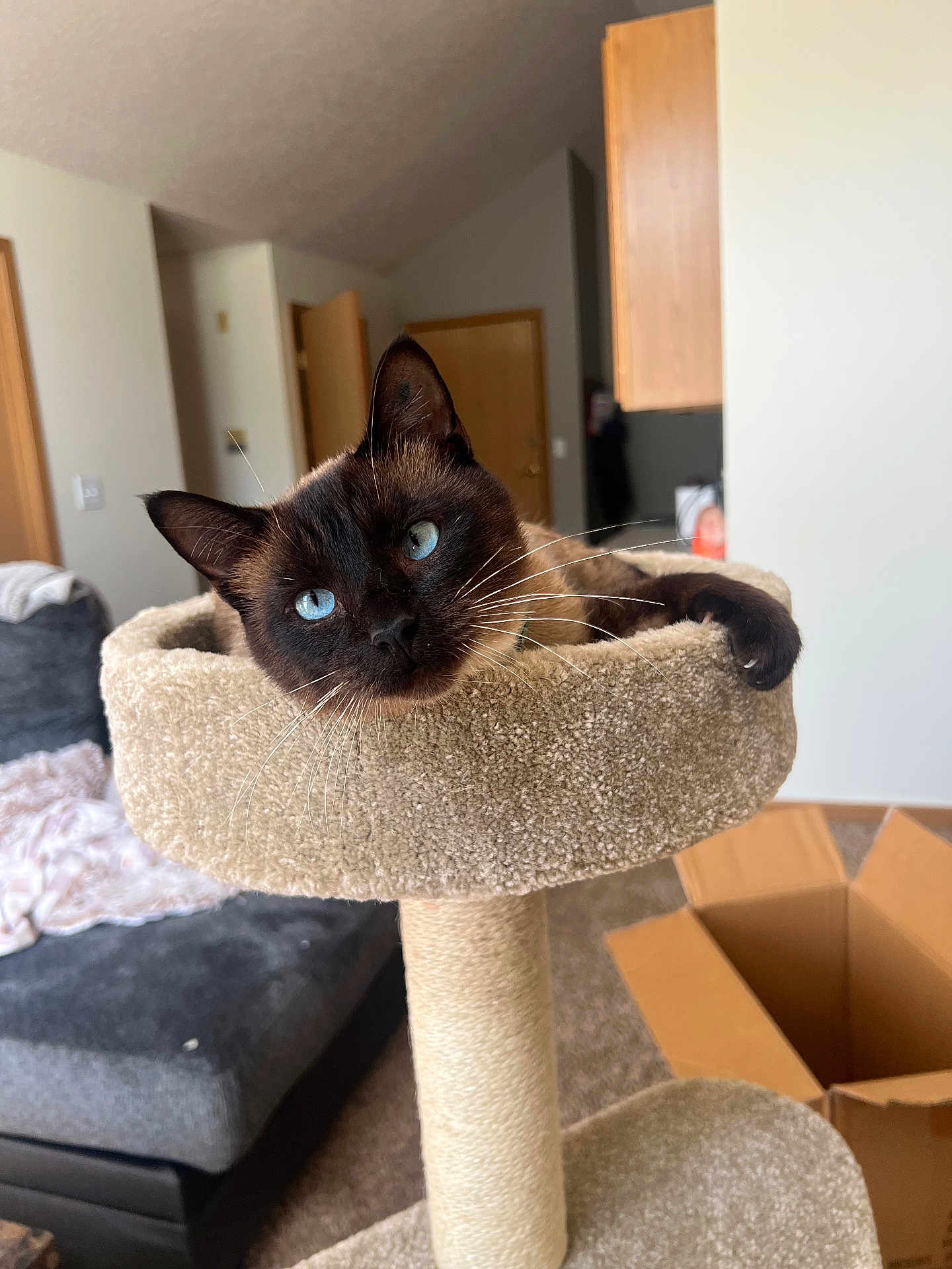 Nigel is registered to the contest to win money with this photo: cat, siamese_cat, blue_eyes, cat_tree, indoor, furniture, couch, blanket, cardboard_box, carpet, whiskers, pet, animal, relaxed, curious, home, living_room, soft_texture, perch, cozy