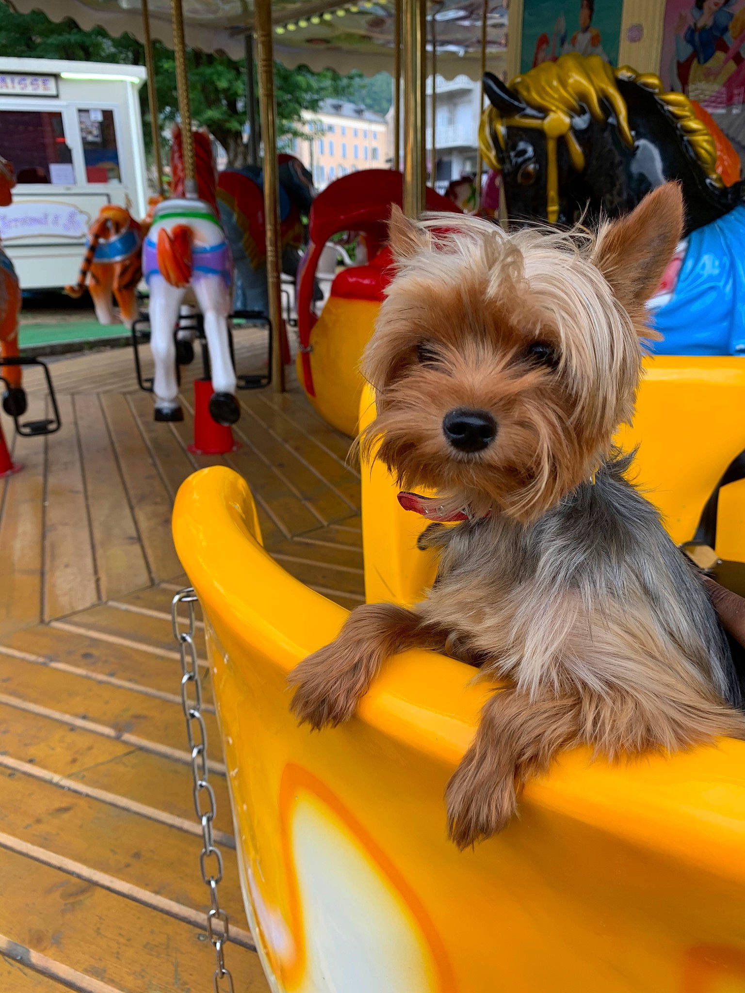 Pitchu a rejoint le concours — aidez-le/la à gagner de superbes lots ! australian_silky_terrier, cairn_terrier, canidae, carnivore, companion_dog, conformation_show, dog, dog_breed, glen_of_imaal_terrier, mammal, morkie, norwich_terrier, puppy, rare_breed_dog, small_terrier, sporting_lucas_terrier, terrier, toy_dog, yorkshire_terrier