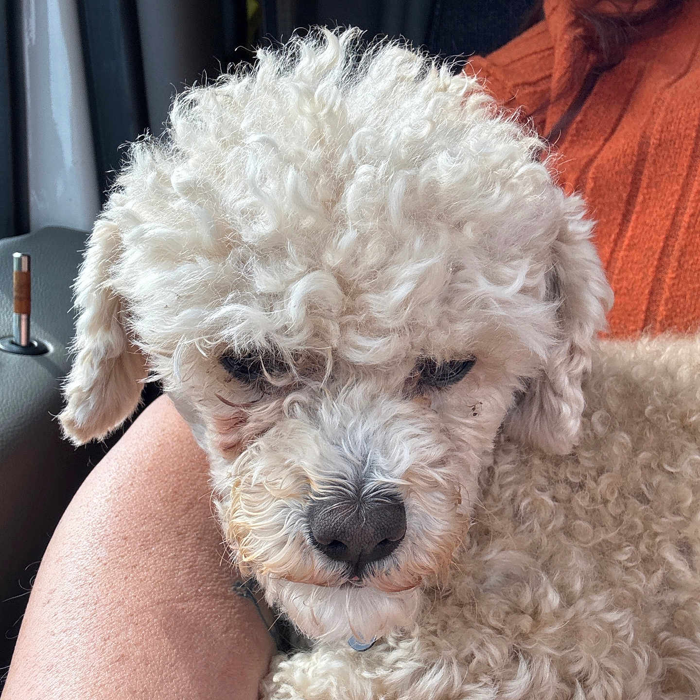 Ralph is registered to the contest to win money with this photo: animal, car_interior, closeup, companion, cozy, curly_fur, curly_hair, cute, dog, fur, indoors, nosedetail, person_arm, pet, relaxed, resting, small_dog, snuggled, warm_colors, white_dog