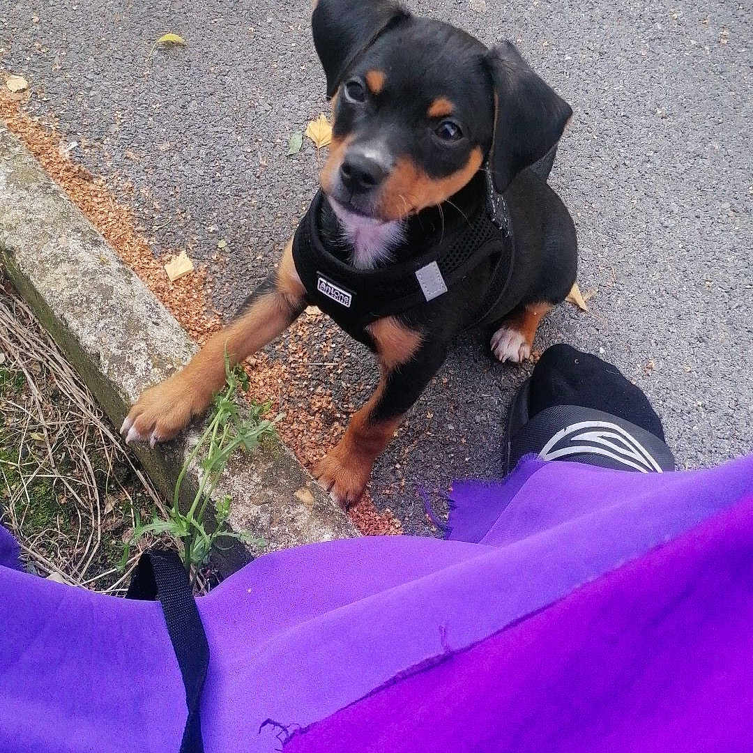 Simba a rejoint le concours — aidez-le/la à gagner de superbes lots ! animal, architecture, building, canine, clothing, coat, dog, face, grass, head, hound, outdoors, pants, person, pet, photography, plant, portrait, puppy, purple