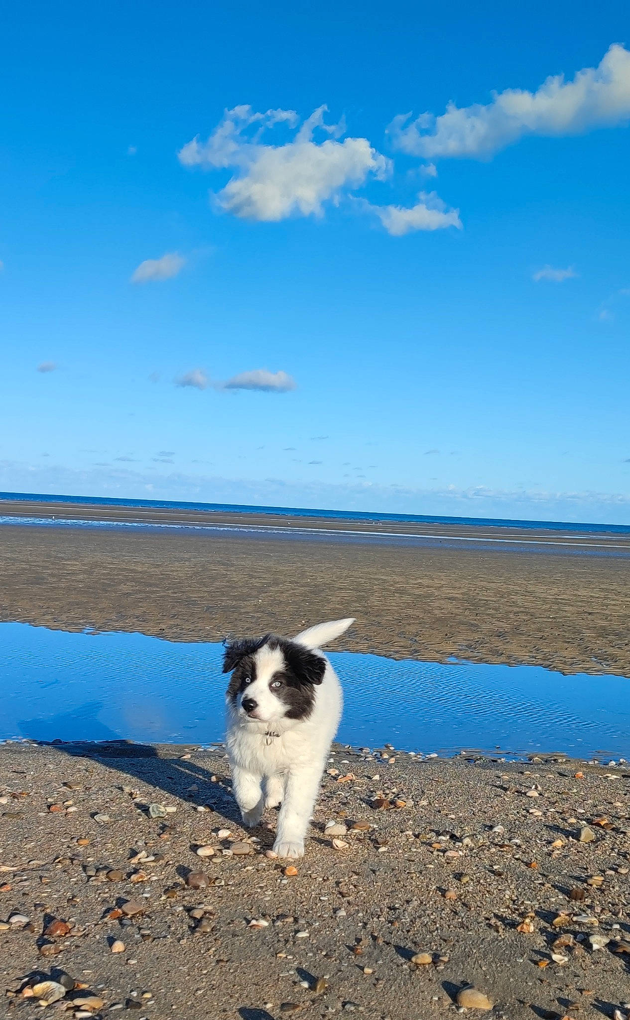 Tékila participe au concours pour gagner de l'argent avec cette photo : beach, canidae, carnivore, cloud, coast, coastal_and_oceanic_landforms, companion_dog, cumulus, dog, dog_breed, horizon, lake, landscape, ocean, sky, soil, sporting_group, tail, terrier, water