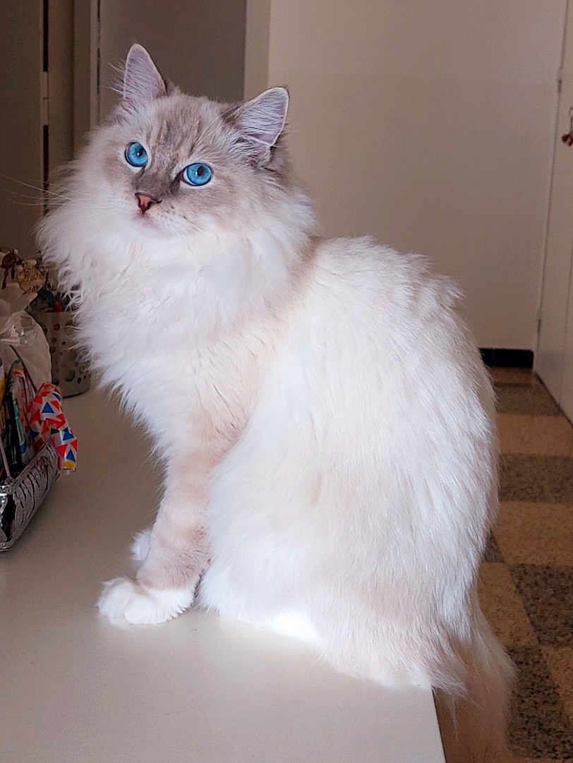 Awariz a rejoint le concours — aidez-le/la à gagner de superbes lots ! cat, blue_eyes, fluffy, fur, pet, indoor, countertop, curious, animal, domestic, sitting, white_fur, long_hair, portrait, feline, household, cute, whiskers, ears, tail