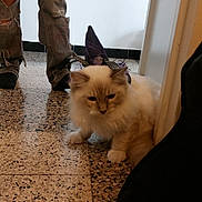 Awariz a rejoint le concours — aidez-le/la à gagner de superbes lots ! animal, black_socks, casual, cat, costume, decor, doorframe, floor, fluffy, hat, home, indoor, jeans, person, pet, purple, ripped_jeans, standing, tile, white_cat