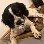animal, ball, bed, bedroom, canine, cockerspaniel, couch, dog, electronics, furniture, hound, indoors, papillon, pet, pointer, puppy, room, sport, tennis, tennisball