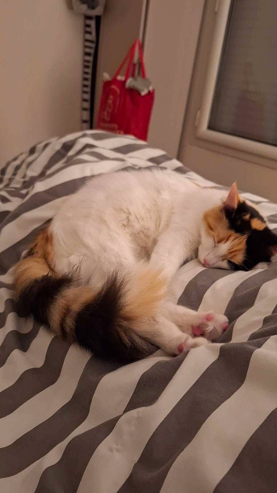 Umi a rejoint le concours — aidez-le/la à gagner de superbes lots ! bed, bedding, bedroom, canidae, carnivore, cat, comfort, companion_dog, domestic_short_haired_cat, duvet, fawn, felidae, flooring, fur, linens, nap, paw, small_to_medium_sized_cats, tail, whiskers