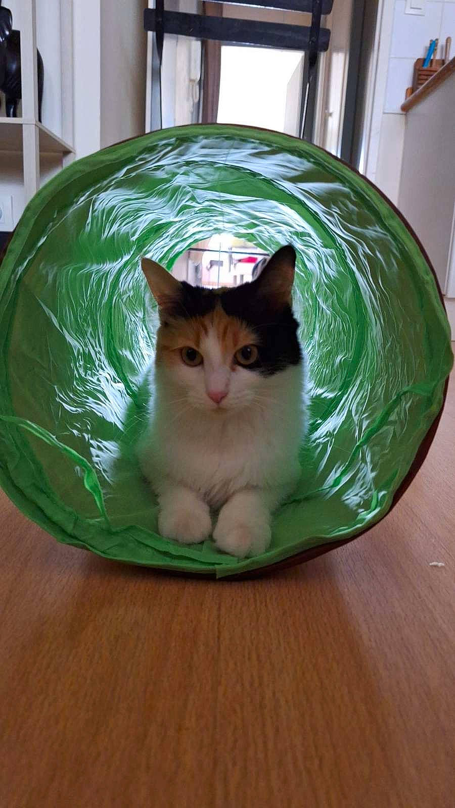 Umi a rejoint le concours — aidez-le/la à gagner de superbes lots ! box, cardboard, carnivore, cat, cat_supply, circle, domestic_short_haired_cat, felidae, flooring, fur, grass, hardwood, plant, plastic_bag, small_to_medium_sized_cats, snout, table, tail, whiskers, wood