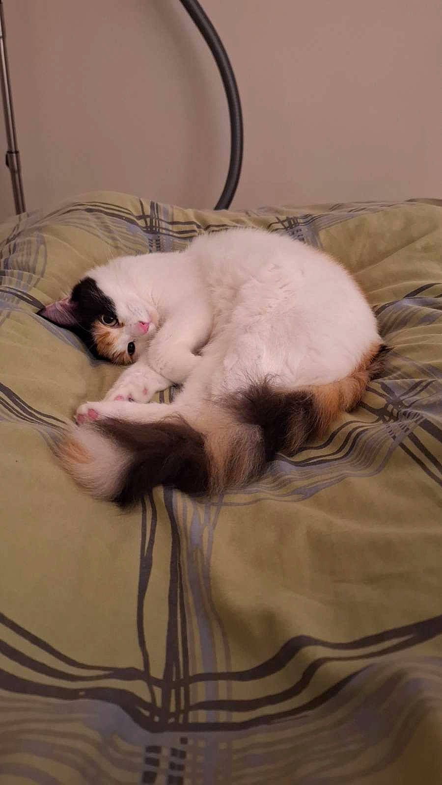 Umi participe au concours pour gagner de l'argent avec cette photo : bed, canidae, carnivore, cat, claw, comfort, companion_dog, dog_breed, domestic_short_haired_cat, ear, fawn, felidae, fur, linens, paw, small_to_medium_sized_cats, snout, sporting_group, tail, whiskers