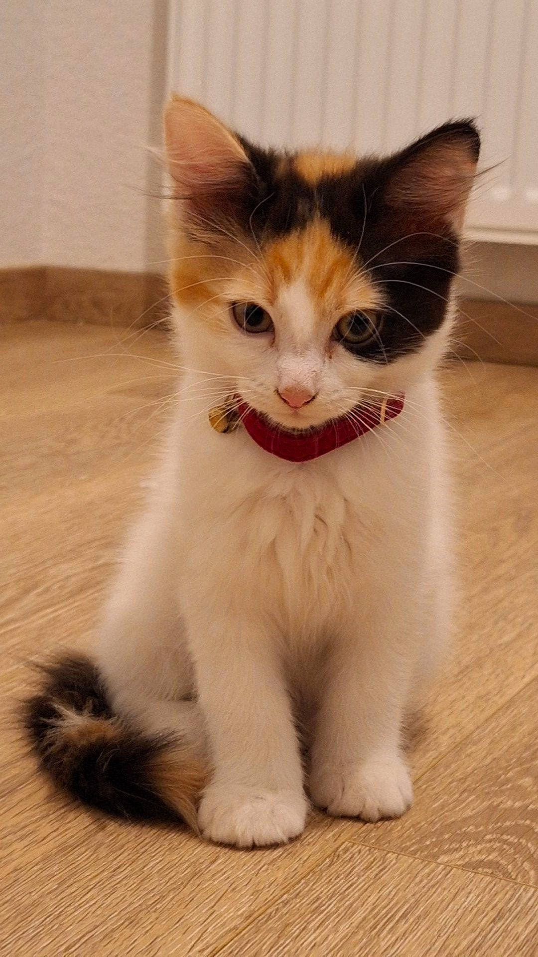 Umi participe au concours pour gagner de l'argent avec cette photo : carnivore, cat, claw, domestic_short_haired_cat, fawn, felidae, flooring, fur, paw, pet_supply, small_to_medium_sized_cats, snout, surprised, tail, terrestrial_animal, whiskers, window